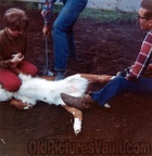 branding-the-goat-1970-polaroid