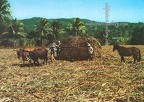 Cane Harvesting, Fiji